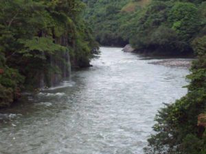 Rio Saman 300x225