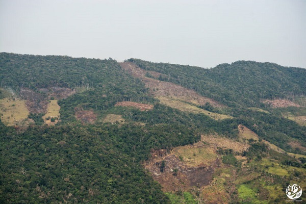 deforestacion colombia final
