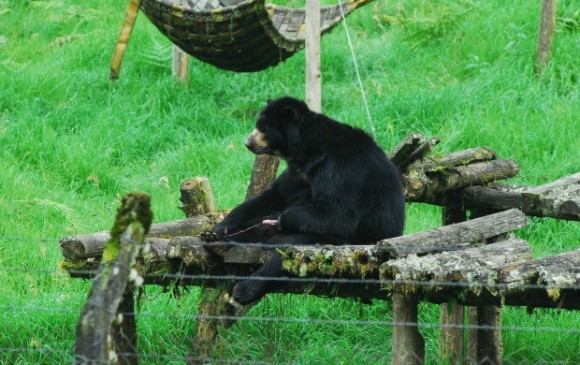 oso chucho