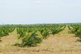 vichada